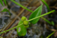 Sagittaria trifolia