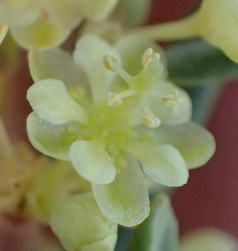 Clutia polifolia (Clutia polifolia)