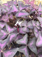 Oxalis triangularis