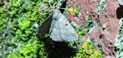 Erebidae