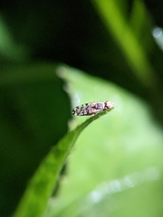 Dioxyna picciola