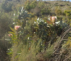 Protea lorifolia
