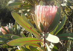Protea lorifolia
