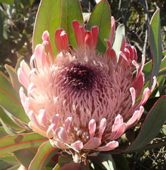 Protea lorifolia