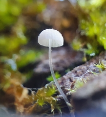Mycena mucor