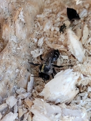 Anthophora terminalis