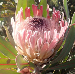 Protea lorifolia