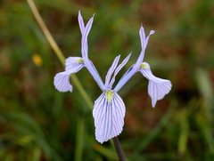 Moraea ogamana