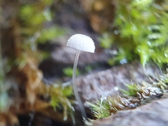 Mycena mucor