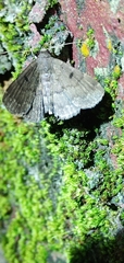 Erebidae