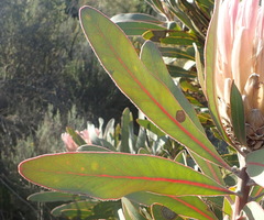 Protea lorifolia