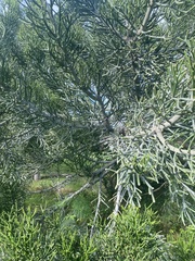 Euphorbia tirucalli