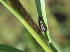 Acmaeodera disjuncta