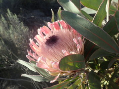 Protea lorifolia