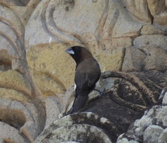 Lonchura leucogastroides