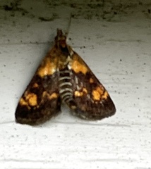 Pyrausta orphisalis
