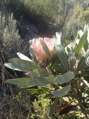 Protea lorifolia