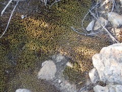 Pseudocrossidium crinitum