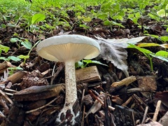 Melanoleuca verrucipes