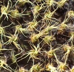 Pseudocrossidium crinitum