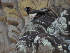 Lonchura leucogastroides