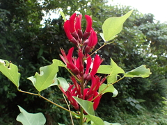 Erythrina