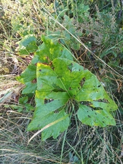 Petasites spurius