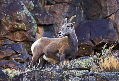 Bighorn Sheep photographed in New Mexico