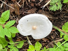 Melanoleuca verrucipes