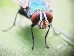 Calyptratae