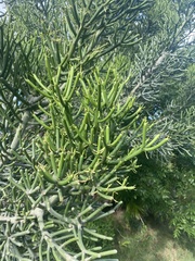 Euphorbia tirucalli