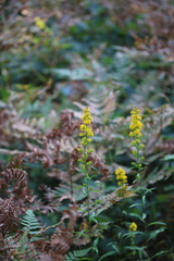 Solidago puberula