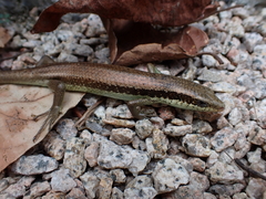 Eutropis longicaudata
