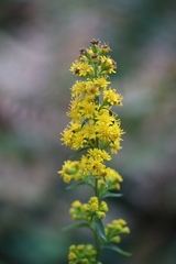 Solidago puberula