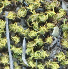 Trichostomum brachydontium