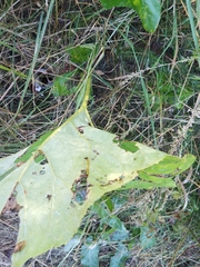 Petasites spurius
