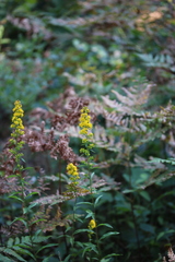 Solidago puberula