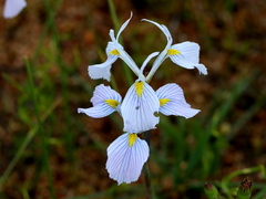 Moraea ogamana