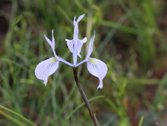 Moraea ogamana