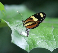 Mechanitis lysimnia nesaea