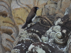 Lonchura leucogastroides