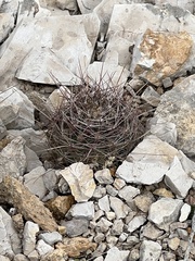 Hamatocactus hamatacanthus hamatacanthus