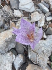 Colchicum bivonae