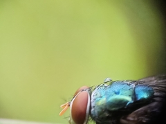 Calyptratae