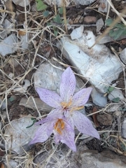 Colchicum bivonae