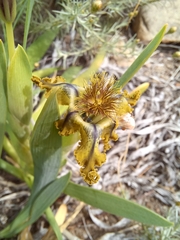Ferraria variabilis