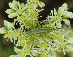 Sorapagus catalaunicus