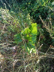 Petasites spurius