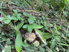 Tricholoma aurantium