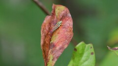 Graphocephala coccinea